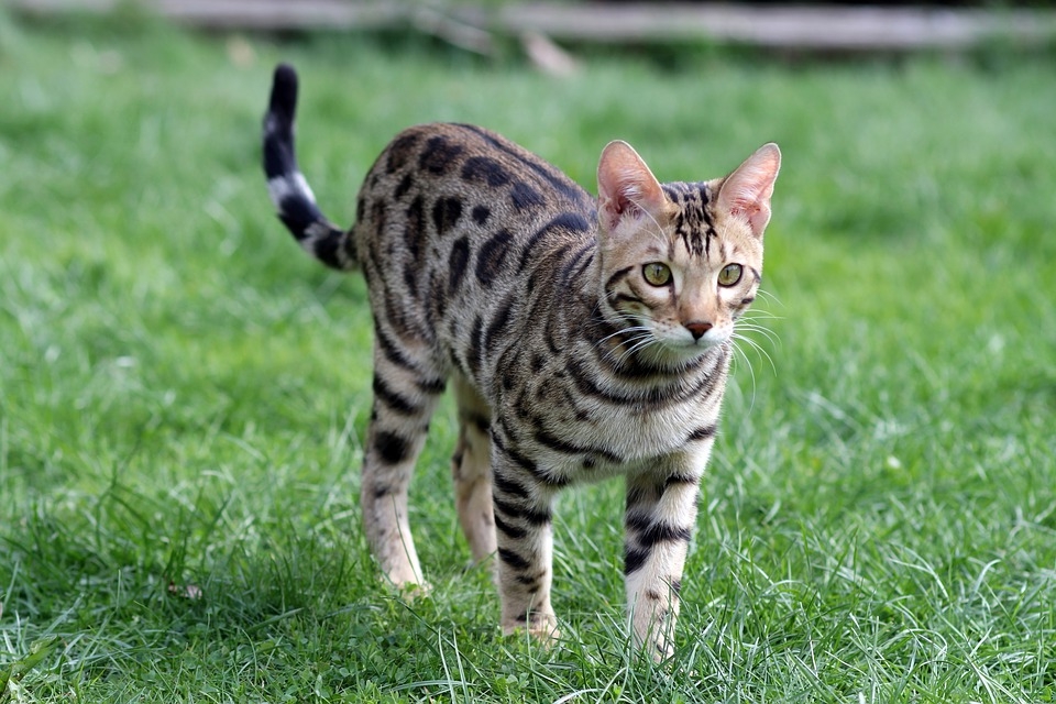 gatto-bengala-1.jpg