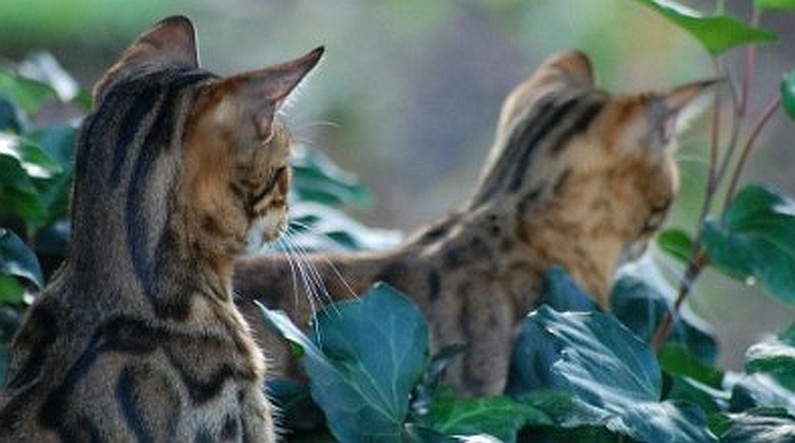 gatto-bengala-2.jpg
