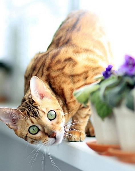 Gatto del Bengala gatto-bengala-3.jpg